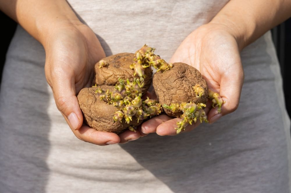 découvrez les risques liés à la consommation de pommes de terre germées et obtenez des conseils pratiques pour bien les conserver. informez-vous sur les dangers potentiels pour la santé et apprenez à les éviter afin de profiter pleinement de ce légume essentiel.