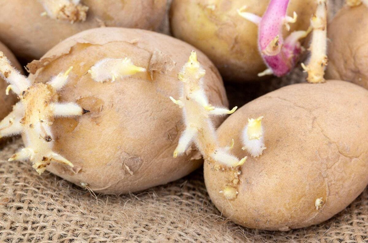 découvrez les risques associés aux pommes de terre germées et obtenez des conseils pratiques pour les identifier et les consommer en toute sécurité. protégez votre santé tout en profitant de ce tubercule incontournable dans votre cuisine.