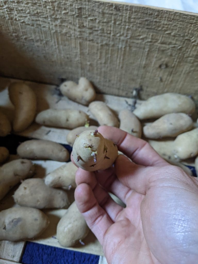 découvrez les risques associés aux pommes de terre germées et obtenez des conseils pratiques pour les préparer en toute sécurité. apprenez à identifier les signes de germination et à éviter les dangers pour votre santé.