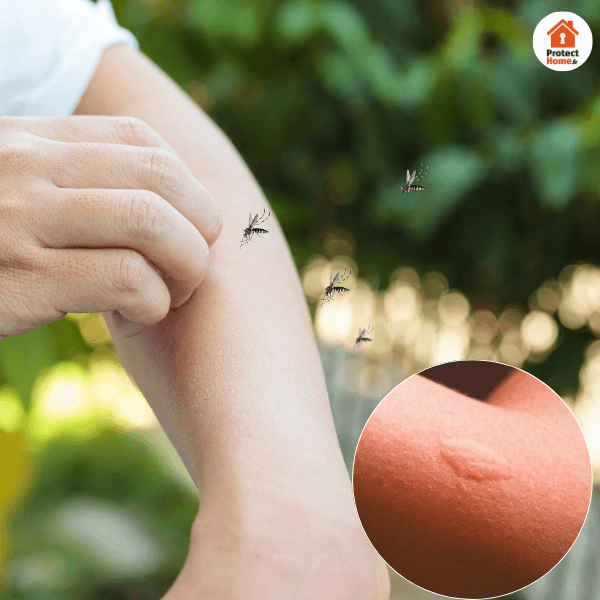 découvrez des astuces efficaces pour réduire le bruit des moustiques et profiter de vos soirées en toute tranquillité. apprenez des solutions simples et pratiques pour contrôler ces nuisibles et améliorer votre confort.