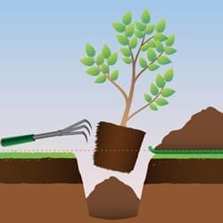 découvrez comment réussir la plantation d'arbres : conseils pratiques, choix des espèces, préparation du sol et étapes essentielles pour contribuer à un environnement plus vert et sain.