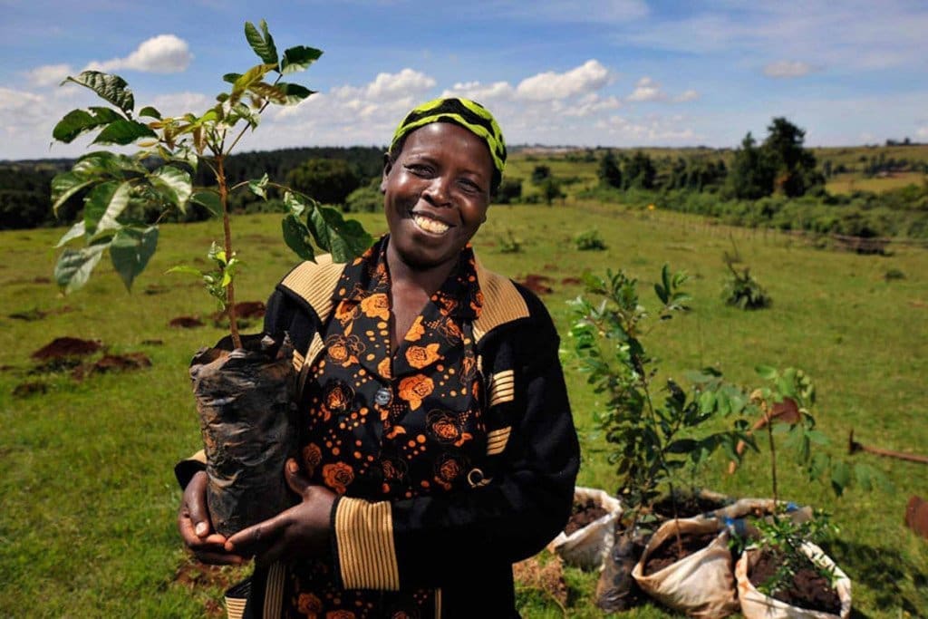 découvrez nos conseils pour la plantation d'arbres : choix des espèces, période idéale, techniques et astuces pour réussir la plantation et favoriser la croissance de vos arbres.
