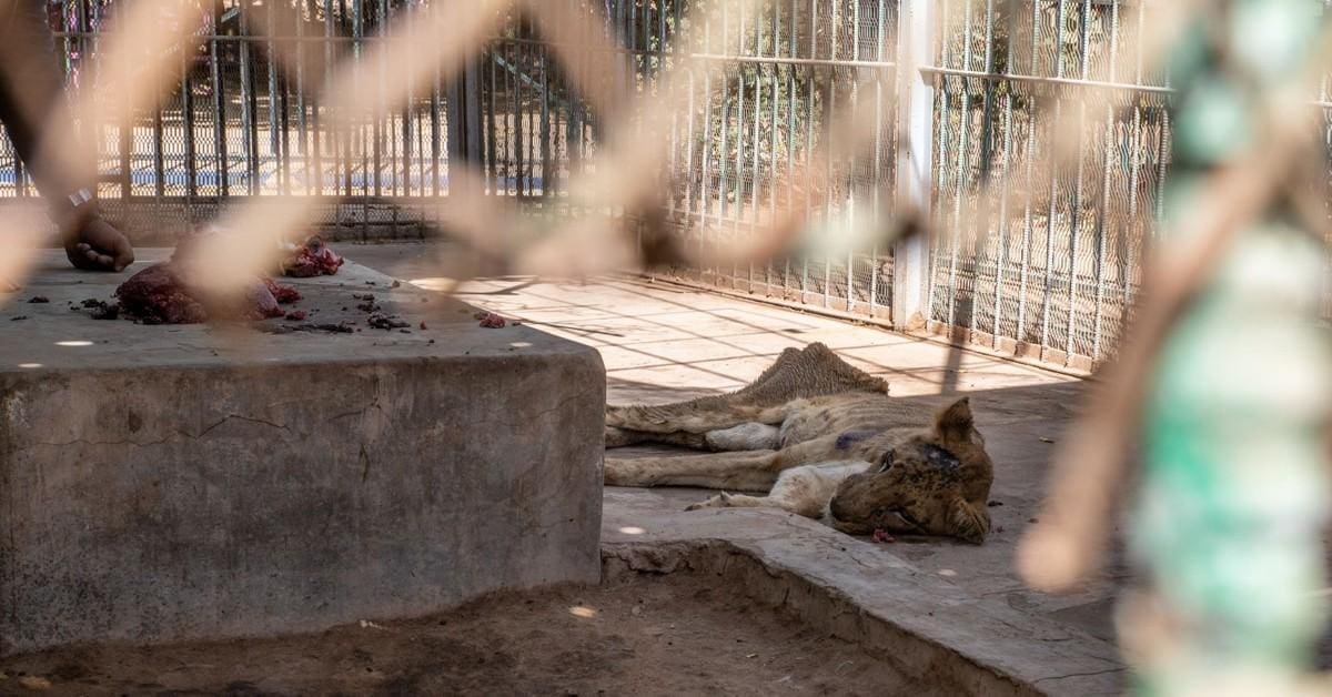 découvrez la situation critique à el-fasher, soudan, où la famine menace non seulement la population humaine mais aussi les animaux, mettant en péril l’équilibre de la région.