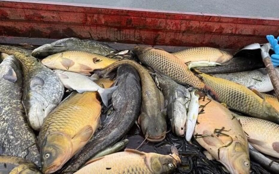 découvrez comment les niveaux de toxines présents dans les poissons du lough neagh sont strictement surveillés afin de garantir leur sécurité pour la consommation, selon les dernières analyses officielles.