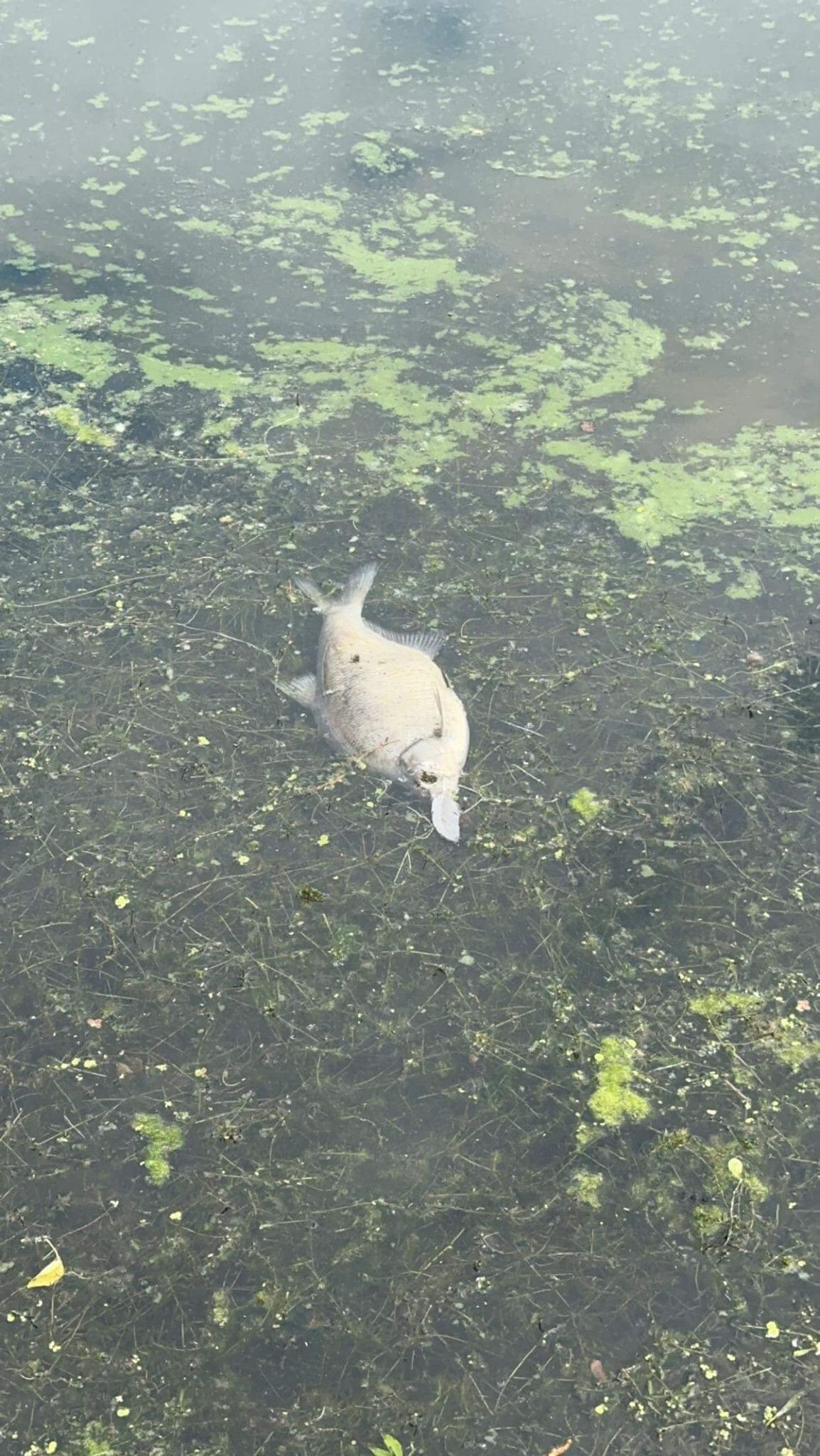 découvrez comment les poissons du lough neagh sont surveillés pour garantir l'absence de toxines et assurer leur sécurité alimentaire. informations sur les contrôles, la qualité de l'eau et la consommation.