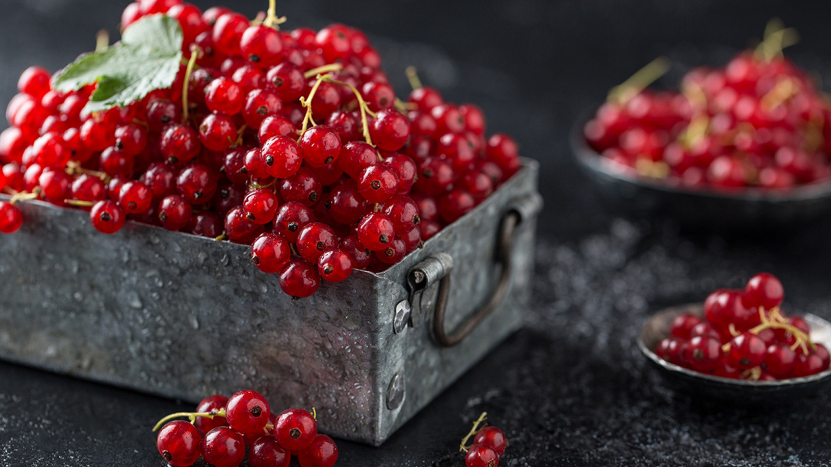 Grappe de groseilles rouges mûres sur un groseillier